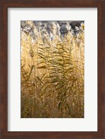 Utah Grasses Along The Fremont River Fine Art Print