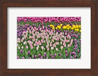 Spring Tulip Garden In Full Bloom Fine Art Print