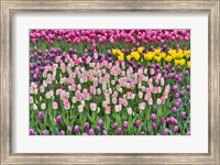 Spring Tulip Garden In Full Bloom Fine Art Print