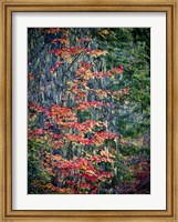 Moss Hanging From a Tree In Autumn Fine Art Print