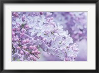 Lilac Close-Up Fine Art Print