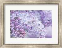 Lilac Close-Up Fine Art Print