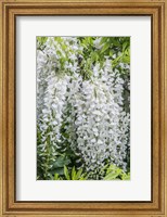 Wisteria Fine Art Print