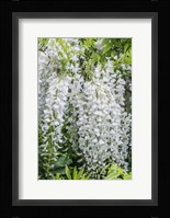Wisteria Fine Art Print