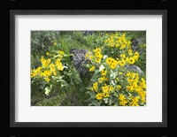 Balsamroot Covering Hillsides In The Spring Fine Art Print