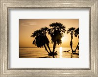 Sunrise On The Beach, Through The Palms Fine Art Print