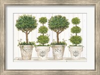 Topiary Still Life Fine Art Print