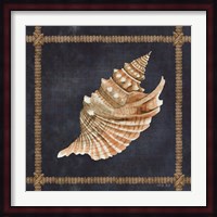 Seashell on Navy V Fine Art Print