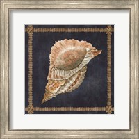 Seashell on Navy VI Fine Art Print