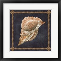 Seashell on Navy VI Framed Print
