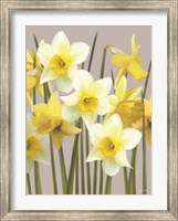 Spring Daffodils Fine Art Print