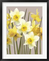 Spring Daffodils Fine Art Print