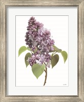 Lilac Stem Fine Art Print