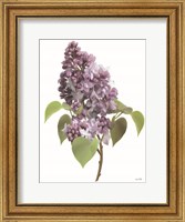 Lilac Stem Fine Art Print