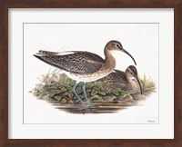Goulds Coastal Bird III Fine Art Print