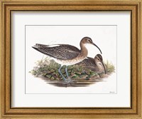Goulds Coastal Bird III Fine Art Print
