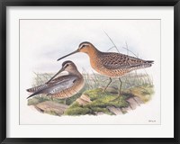 Goulds Coastal Bird VIII Fine Art Print