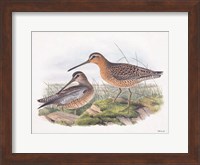 Goulds Coastal Bird VIII Fine Art Print