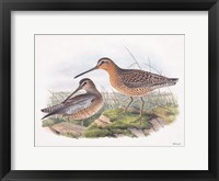 Goulds Coastal Bird VIII Framed Print