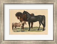 Horses Fine Art Print