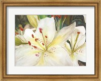 Macro Lilies Fine Art Print