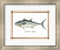 Bluefin Tuna on White Fine Art Print