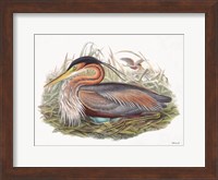 Goulds Coastal Bird II Fine Art Print