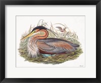 Goulds Coastal Bird II Framed Print