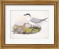 Goulds Coastal Bird IV Fine Art Print