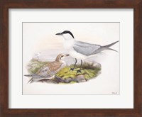 Goulds Coastal Bird IV Fine Art Print