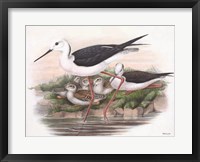 Goulds Coastal Bird V Fine Art Print