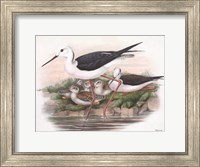 Goulds Coastal Bird V Fine Art Print