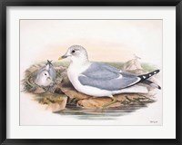 Goulds Coastal Bird VI Fine Art Print