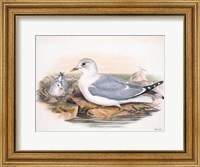 Goulds Coastal Bird VI Fine Art Print