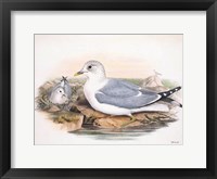 Goulds Coastal Bird VI Framed Print