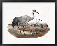 Goulds Coastal Bird VII Fine Art Print