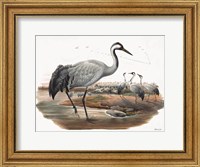 Goulds Coastal Bird VII Fine Art Print