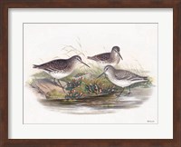 Goulds Coastal Bird IX Fine Art Print