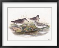 Goulds Coastal Bird IX Fine Art Print