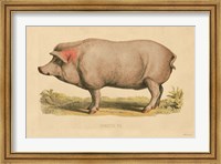 Domestic Pig Fine Art Print