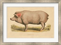 Domestic Pig Fine Art Print