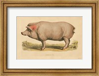 Domestic Pig Fine Art Print