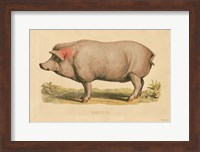 Domestic Pig Fine Art Print