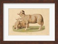 Domestic Sheep Fine Art Print