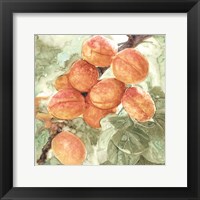 Peach Branch Fine Art Print