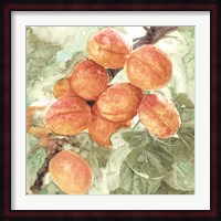 Peach Branch Fine Art Print
