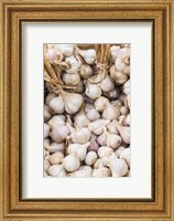 Farmers Market - Garlic Fine Art Print
