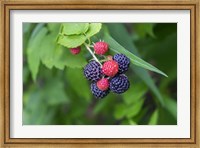 Black Raspberries Fine Art Print