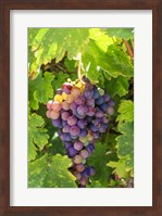 Santa Barbara Grapes Fine Art Print