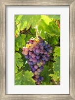 Santa Barbara Grapes Fine Art Print